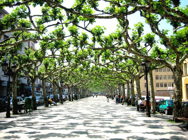 平成18年5月16日（火）トレラベガ　街路樹が美しいスペイン通り<br /><br />　もしかしたらこの樹はバスク州の自治の象徴で数多くの自治体の紋章に描かれているゲルニカの樹（オークの樹）ではないかと調べたが判明出来なかった。