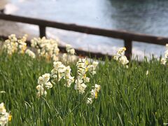 立石公園に咲く水仙

今年は暖かい日が多く、水仙も早く咲いているようです。
ここの水仙がこれだけ咲いているのなら、城ケ島の水仙も早く咲きかも知れませんね。