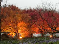 ベゴニアガーデンの側の日本料理の翡翠で少し早めの夕食にして５時ごろ外に出るとライトアップが綺麗でした。
