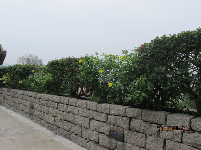 博物館の外にはゆうなのような黄色い綺麗な花が咲いていた。