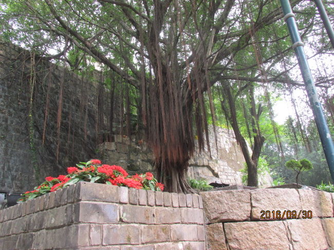 それにしてもすごい毛根の垂れ下がった老木だ。