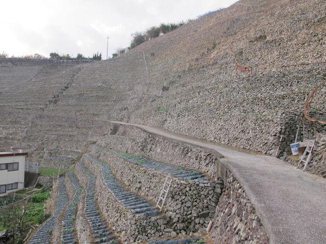 一番てっぺん迄行って眺めて見たかったけど、ひざ痛なので無理。<br /><br />階段を少し登ったところから見学します。<br /><br />