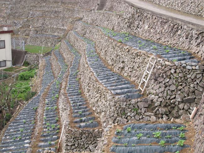 段畑<br />急峻な場所で、うなぎの寝床のような耕作地。<br />主にマレー芋＝馬鈴薯が作られている。