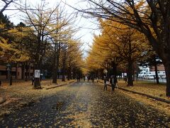 東京では外苑前の銀杏並木が有名ですが、それよりも背の低い木が多い気がします。
通りの左側はほとんど葉が落ちていますが、右側は綺麗に色づいてます。