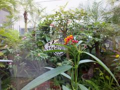 空港ではオオゴマダラが飼育されています。
少しわかりづらいですが、ANAカウンターの裏側、ゆうなパーラーへ向かう通路から見ることができます。