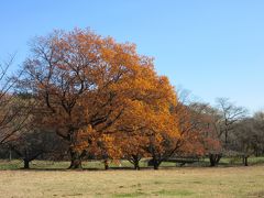 野川公園A地区は休日でも比較的空いているので
平日の昼間はガラガラで広い公園を独り占め（愛犬同伴なので独りと一匹占め）