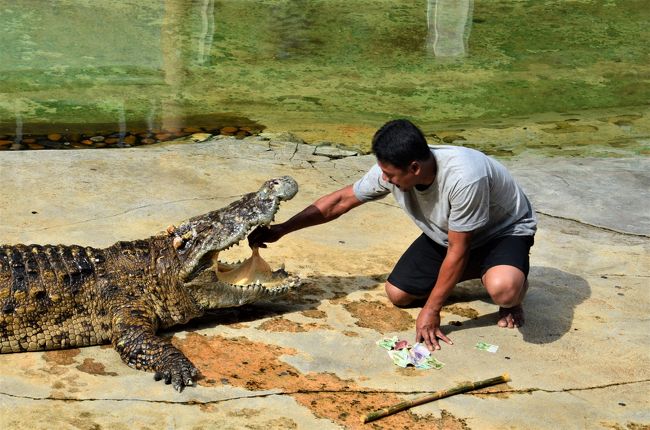 バンコク クロコダイルファームに行ってみたら色んなとこがカオスってた オッサンネコの一人旅 その他の観光地 タイ の旅行記 ブログ By Morisukeさん フォートラベル