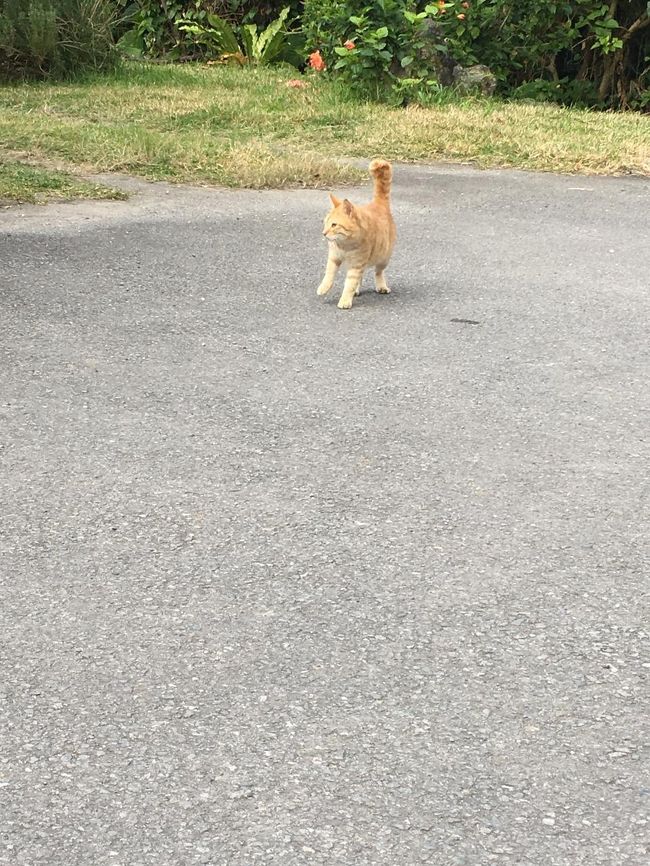 周辺にいた猫。呼んだら近寄ってきたのですが、他の車が来て逃げちゃった