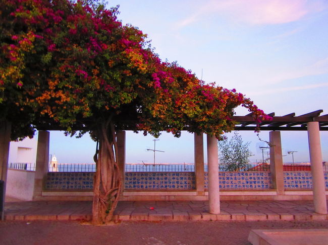 ちょっと枯れてるけどブーゲンビリアがいい感じ！