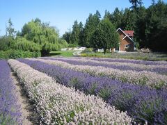 お天気は快晴に！Purple Haze Lavender Farmに到着