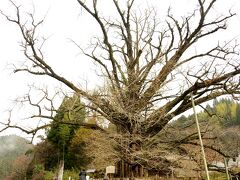 下城の大銀杏 国の天然記念物