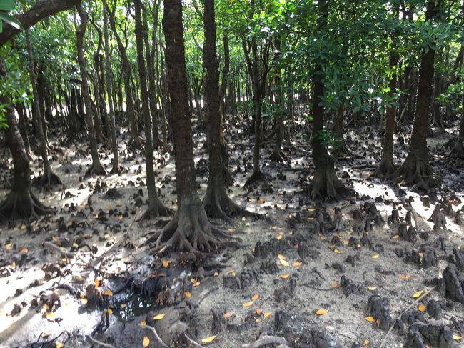 ラムサール条約の登録域となっている「名蔵アンパル」の一部です。民家群のエリアから少し下っていくと遊歩道が整備されており、マングローブをみれます。