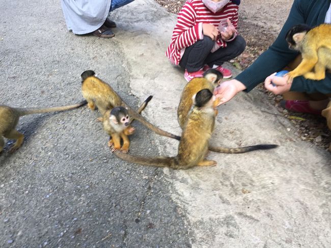 子供に人気のリスザル園です。餌を買って持っていると、どんどん取りにきてしまいます。<br />しかし、抱こうとするのはダメだそうです。
