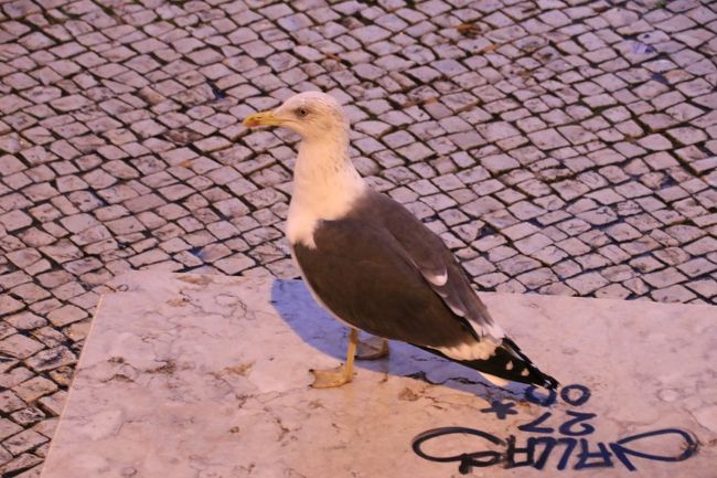 夜明けの町でかわいくない鳴き声で鳴いていたのはカモメでした。<br /><br />このカモメがいっぱい飛んでいて、上からフンを落とされないか心配するほどでした。