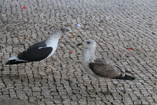 喧嘩しているカモメさん。<br />近くで見ると意外と大きいし目つきも鋭くて、ちょっと怖いわ～。
