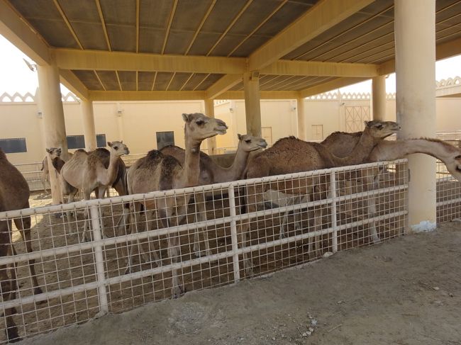 駱駝の飼育場（人の方に集まります。）