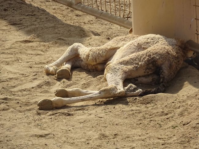 駱駝の飼育場（寝ています。）