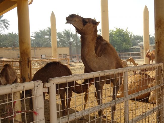 駱駝の飼育場（乳を飲む子駱駝です。）