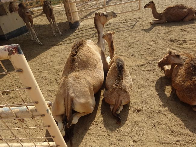 駱駝の飼育場（寄り添う親子のラクダ）