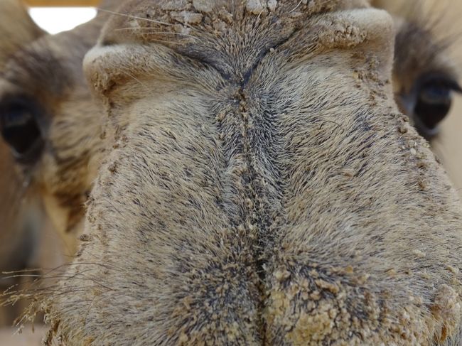 駱駝の飼育場（顔のアップです。）