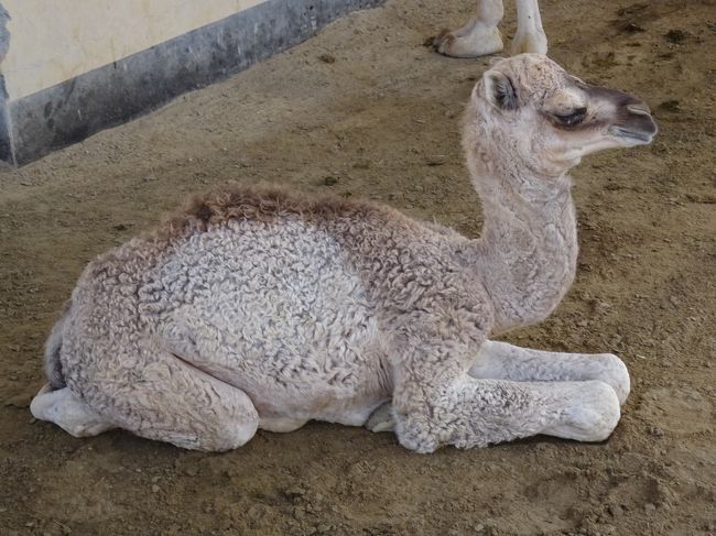 駱駝の飼育場（子ラクダ）