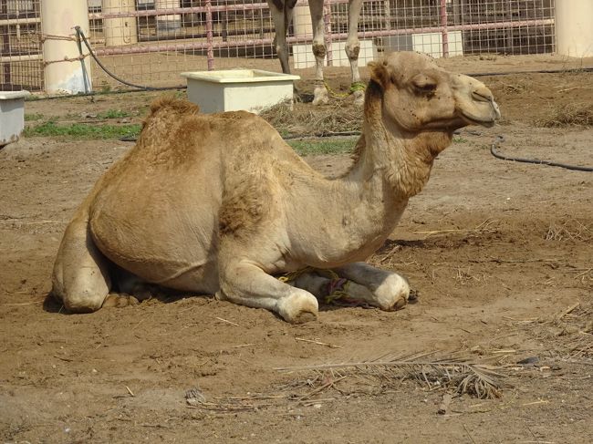 駱駝の飼育場（座っている姿が愛らしいです。）