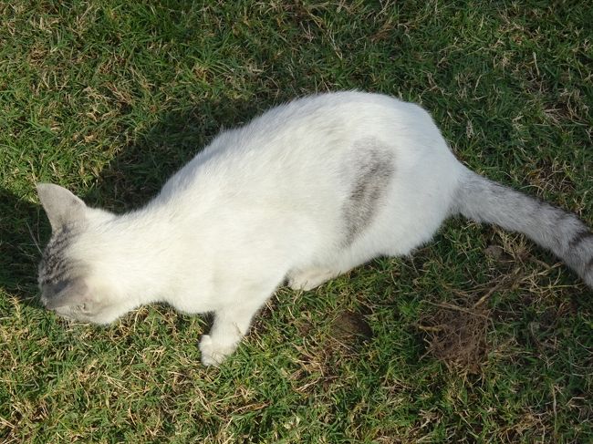 キング・ファハド・コーズウェイ（国境に居た猫ちゃんです。）