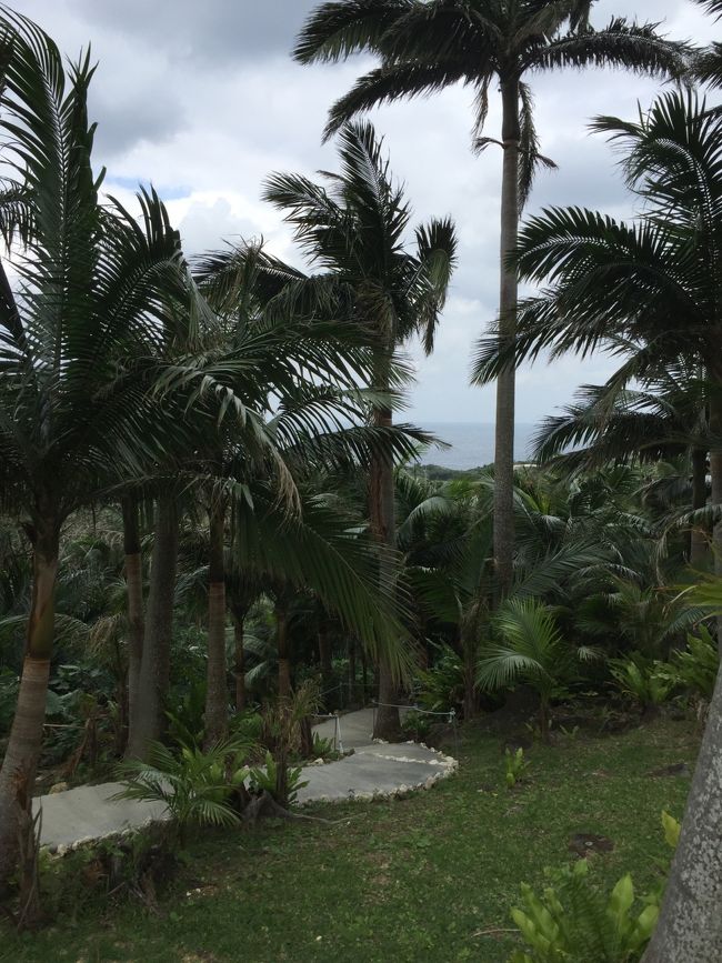 米原ビーチから丘の方に向かった地域に米原のヤエヤマヤシ群落があります。石垣港伊原間線際に突然、ヤシが見えて来るので、わかります。<br />沢山のヤシがあり、日本とは思えない地域です。<br />案内に従っていくとヤシ記念館にたどり着きますが、よくよく見ると個人の方の運営のようで、入場しませんでした。