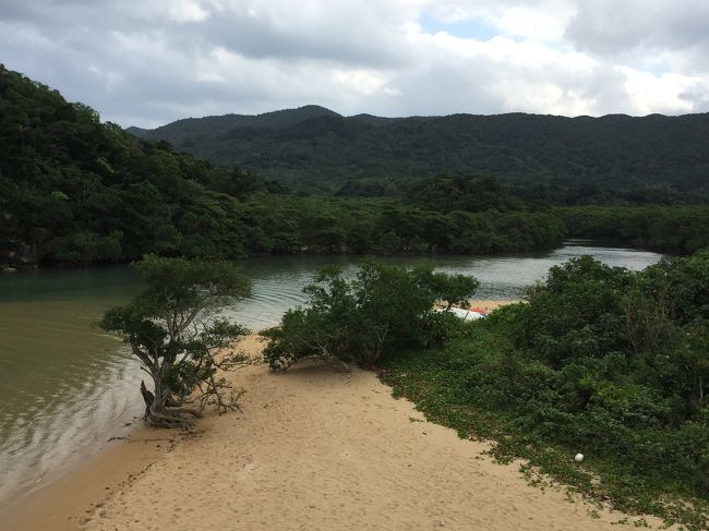 平久保崎から戻ってくる途中で、野底崎と伊土名ビーチの間くらいの県道79号線沿いに無料駐車場がありました。<br />ここから階段を降りると「吹通川のヒルギ群落」を見ることができます。ドライブの休憩にちょうどいい場所です。八重山諸島の多くのマングローブはヒルギだそうですので、ここでよく確認できます。