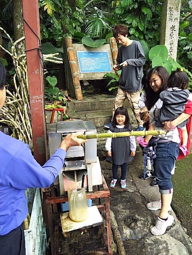 サトウキビ畑を見てもそれが何なのかを知る為、<br />実際に加工できるサトウキビジュース絞り体験に出かけた。<br /><br />ガランガランとモーターを回して、サトウキビを突っ込み<br />絞ってジュースになる。孫にはまだ理解できないか？<br />氷を入れて飲むと甘い！<br /><br />場所：米原ヤエヤマヤシ群落です。