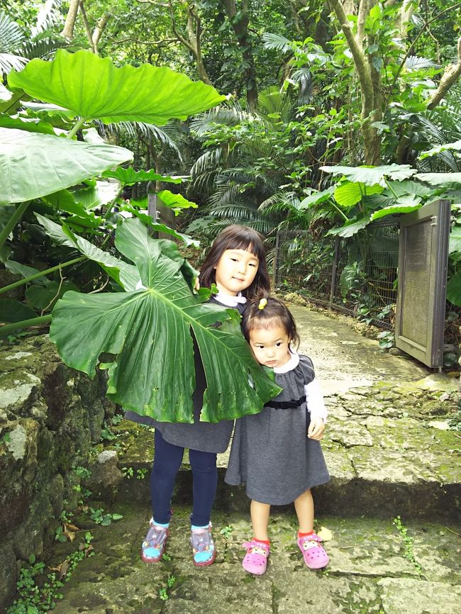 南国の葉っぱの大きさも驚いたかなぁ＾＾；<br /><br />この先は天然記念物のヤシが．．．