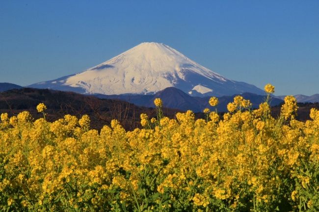 富士山と菜の花の絶景 吾妻山公園 平塚 大磯 神奈川県 の旅行記 ブログ By 温泉大好きさん フォートラベル