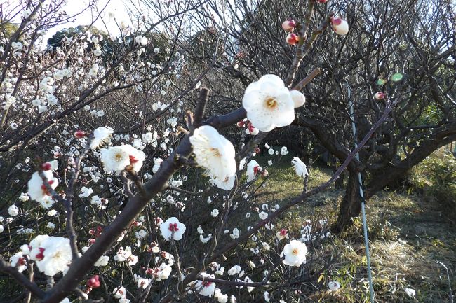 盛徳寺梅林の梅の花