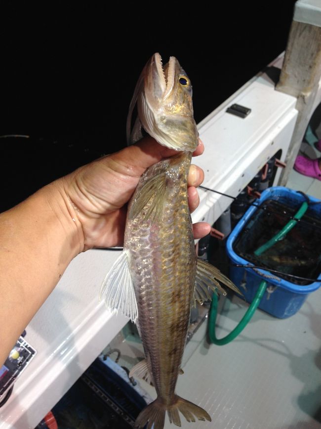 本命のケンサキイカ<br /><br /><br />福井ではマイカと言うそうですが<br /><br />ボチボチ釣れまして<br />掛かったイカにこんなものが食いついてきました<br /><br />特大のエソ（笑）<br />蒲鉾なんかにするそうです