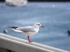 カモメ？ウミネコ？？・・・ユリカモメらしいです♪(´▽｀*)
近寄ると逃げてしまうので、望遠でちょっと遠くからソーーーッと撮ります。