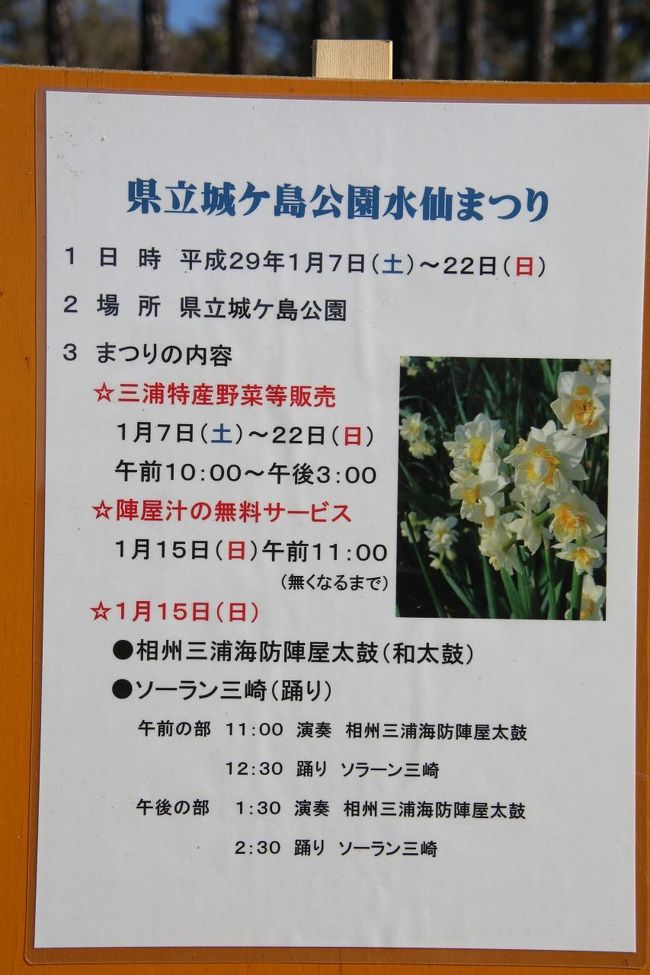 水仙とマグロと海洋泉が楽しめる三崎 城ケ島へ 三浦海岸 三崎 神奈川県 の旅行記 ブログ By Morino296さん フォートラベル 水仙とマグロと海洋泉が楽しめる三崎 城ケ島へ 三浦海岸 三崎 神奈川県 の旅行記 ブログ By Morino296さん フォートラベル