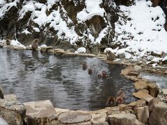 目指す露天風呂にサルたちは浸かっていた。背景は雪で雰囲気は上々である。客は多いが観察や撮影が困難という状況ではない。