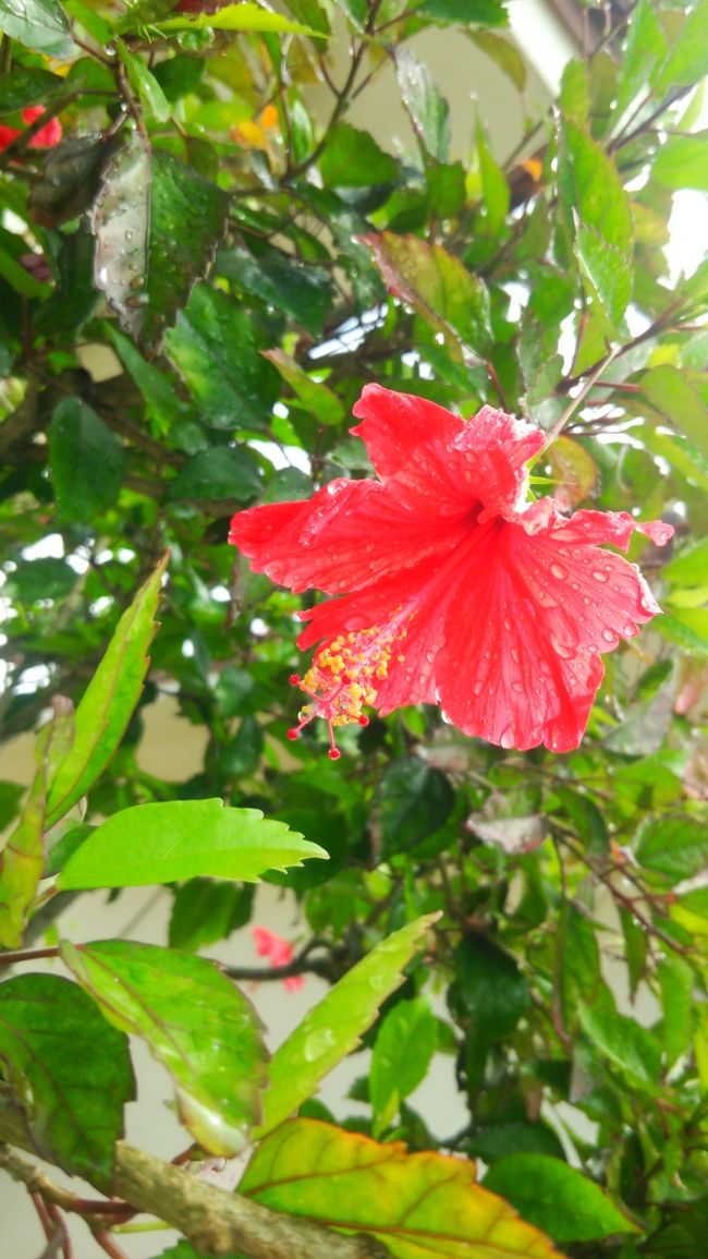 南国のお花って良いなぁ☆<br />赤の鮮やかさに心を奪われた!