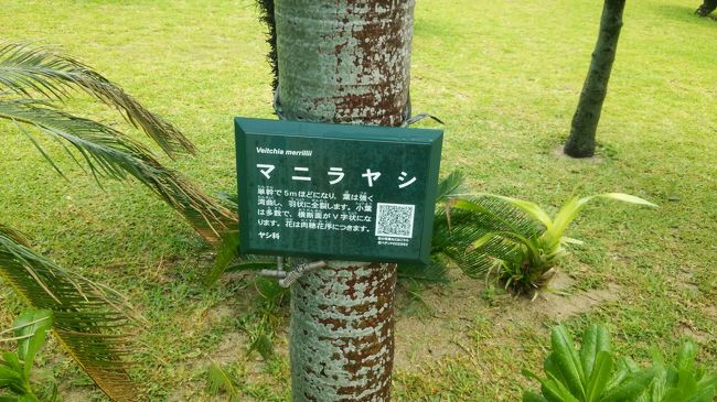 植物に疎いので、初耳の名前だった。