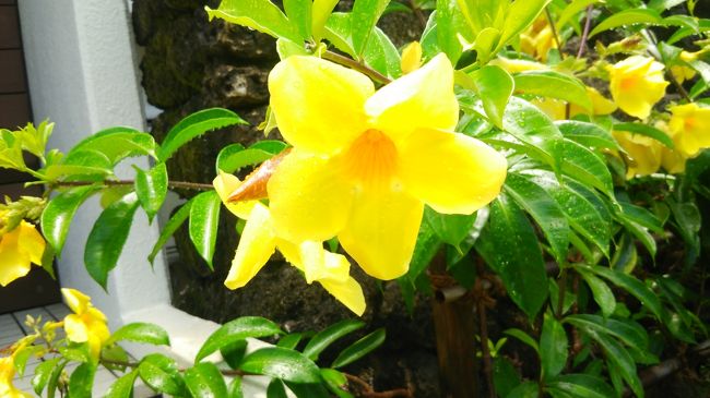 黄色のお花も大好き!元気になって、パワーをもらえる!