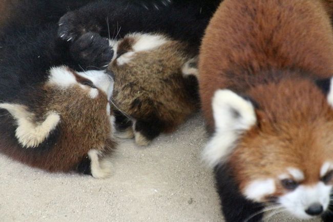 新春 大阪京都レッサーパンダ動物園遠征２泊２日４園とグルメの旅 ６ 福知山市動物園 Hello レッサーパンダの赤ちゃん 福知山城主の名をもらった双子の光 秀くんとしらたまちゃんママとキャラくんパパ 可愛いミニブタの子ブタとやんちゃなシロテテナガザルの