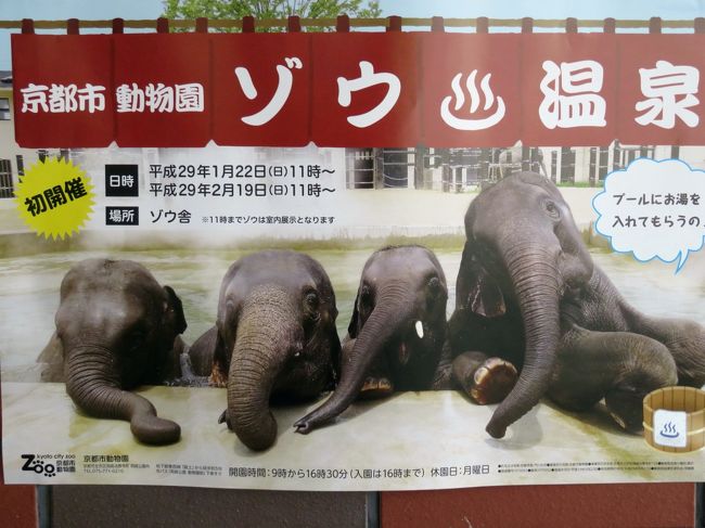 新春 大阪京都レッサーパンダ動物園遠征２泊２日４園とグルメの旅 ７ 京都市動物園 レッサーパンダのウーロンくん 古都ちゃん久しぶり 楽しい子ゾウ たちとヤブイヌに四つ子の赤ちゃん キリンのヨシダくんには会い損ねたけど 下鴨 宝ヶ池 平安神宮 京都 の