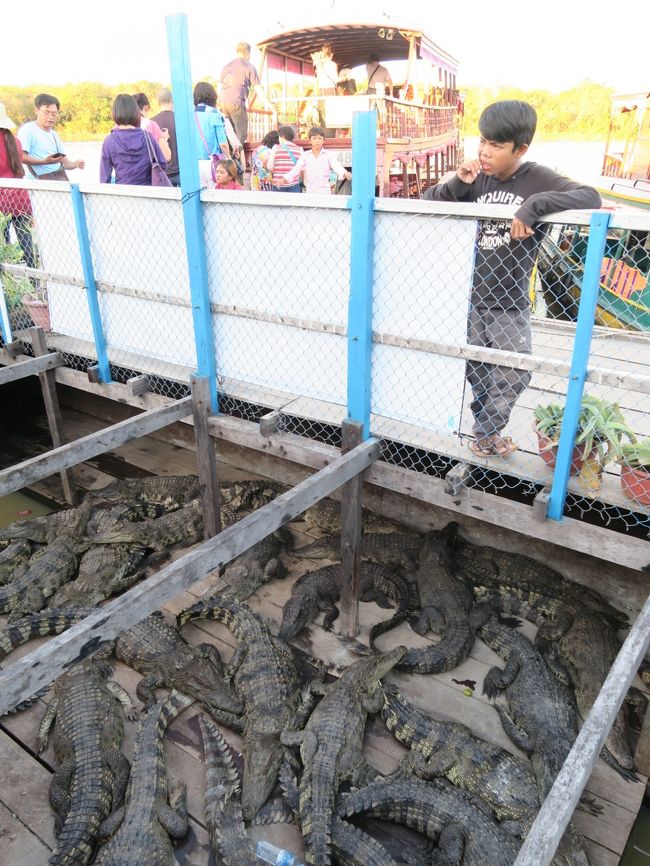 そこに上陸するとワニが飼われている一画があった。<br /><br />ワニは一部食用になるが多くはベトナムに輸出されるという。