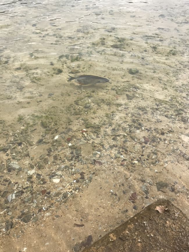 気が付いたらすっごい近くに来てた<br />大きいのにこんな浅瀬まで(о´∀`о)<br />