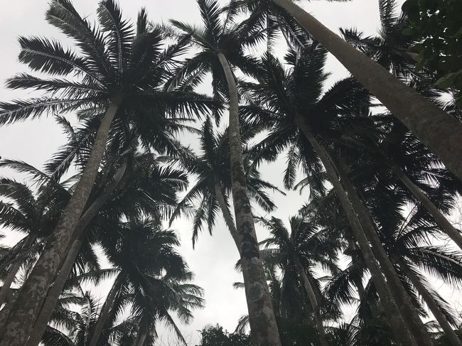 ヤエヤマヤシの群生 