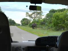 【 - ジンバブエからボツワナ（チョベ国立公園）へ越境 - 】

普通に人がジョギングしていろうな車通りの少ない整備された公道での.....野生のアフリカゾウとの遭遇に....車内、騒然～～～～！