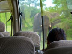 【 - ジンバブエからボツワナ（チョベ国立公園）へ越境 - 】

一頭は、ささっと、草の陰に隠れてしまいましたが....

ジンバブエ人運転手曰く、もう一頭は まだ子象らしく、我々のバスに興味津々.....こちらにノシノシと、近づいてきます....