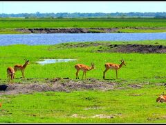 【ボツワナ共和国：チョベ国立公園】

インパラ尽くし.....今の時期は、水が豊富です。