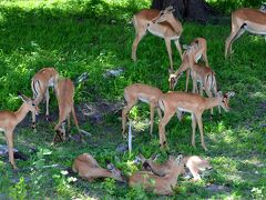 【ボツワナ共和国：チョベ国立公園】

インパラ尽くし.....