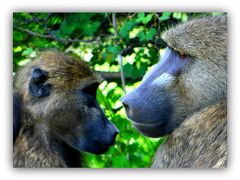 【ボツワナ共和国：チョベ国立公園】

ヒヒ...ひひ....hihi.......